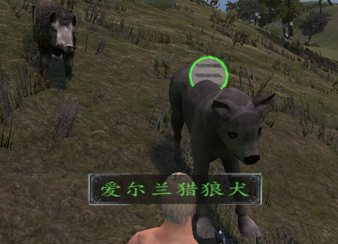 两个新宠物
